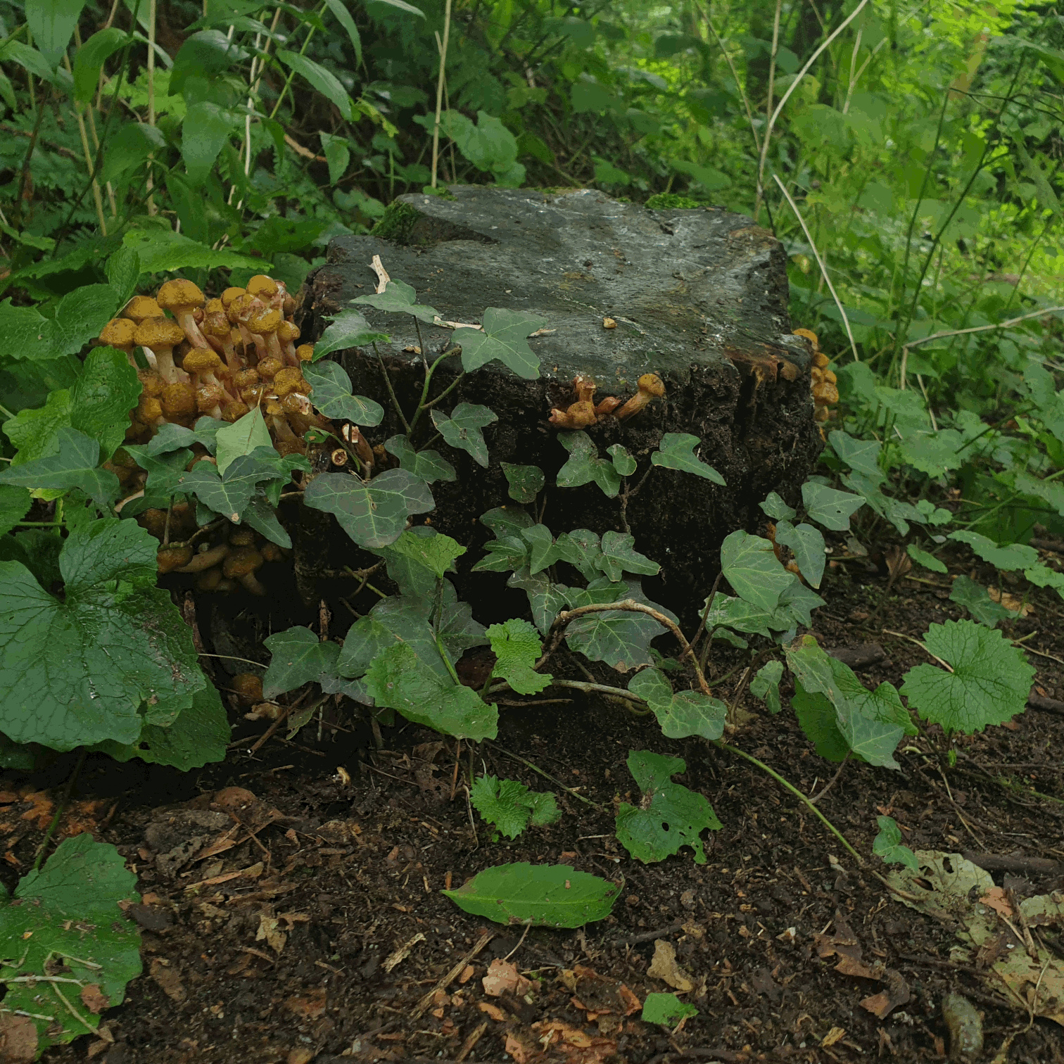 photo of some mushrooms on a treestump