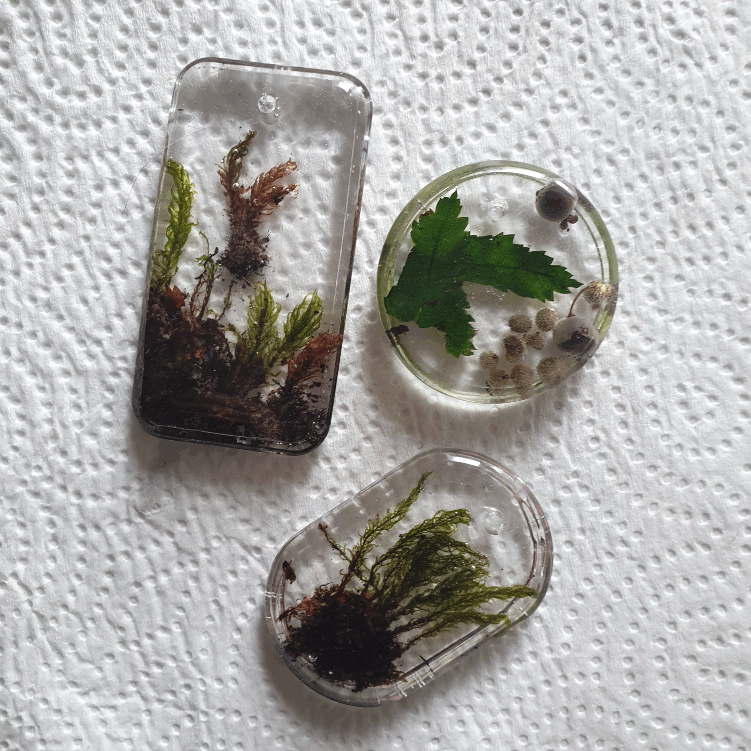 3 clear resin keychains with moss and plants inside them
