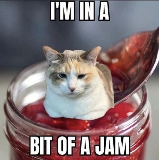 edited image showing a cat in a jar of fruit conserve, with text reading 'I'm in a bit of a jam'